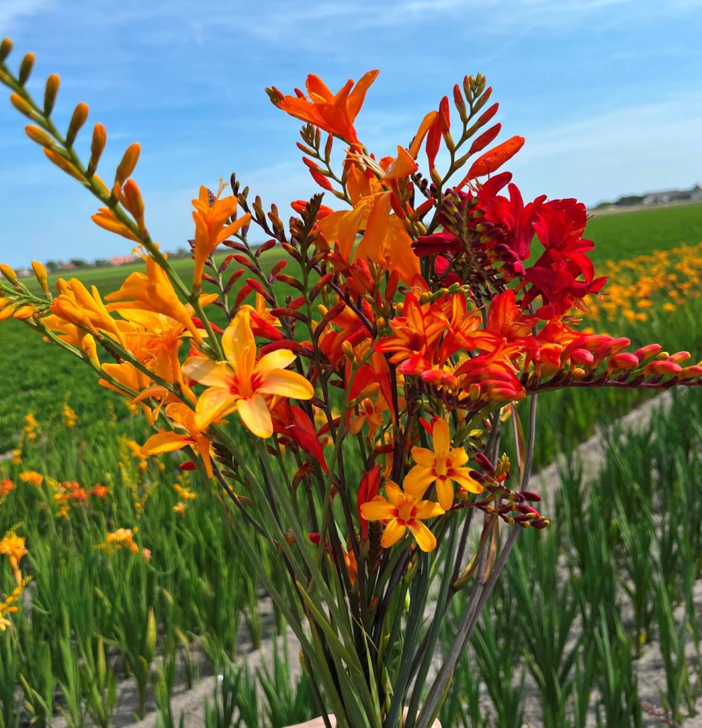 Crocosmia mix