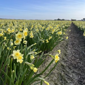 narcis minnow in het land.