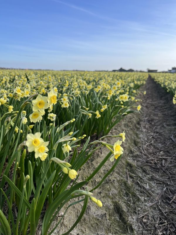 narcis minnow in het land.