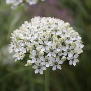 allium nigrum