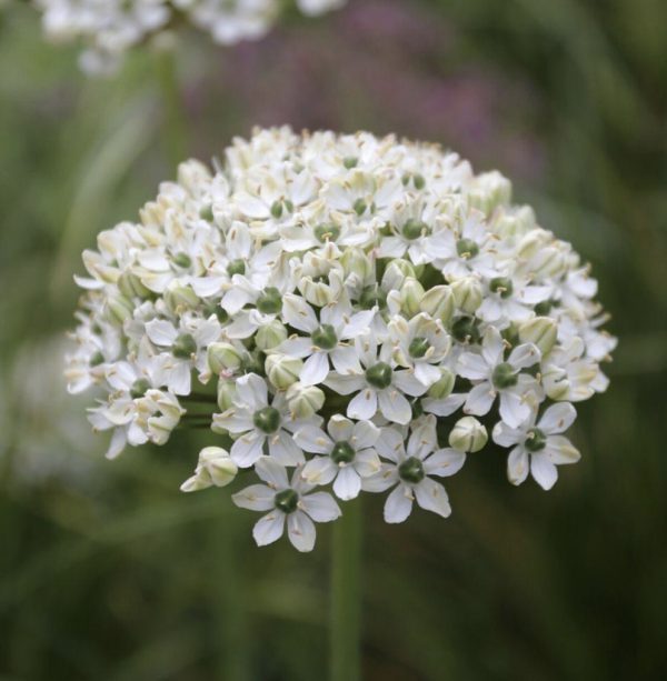 allium nigrum