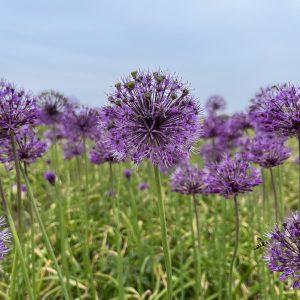 allium shing in bloei op het land.