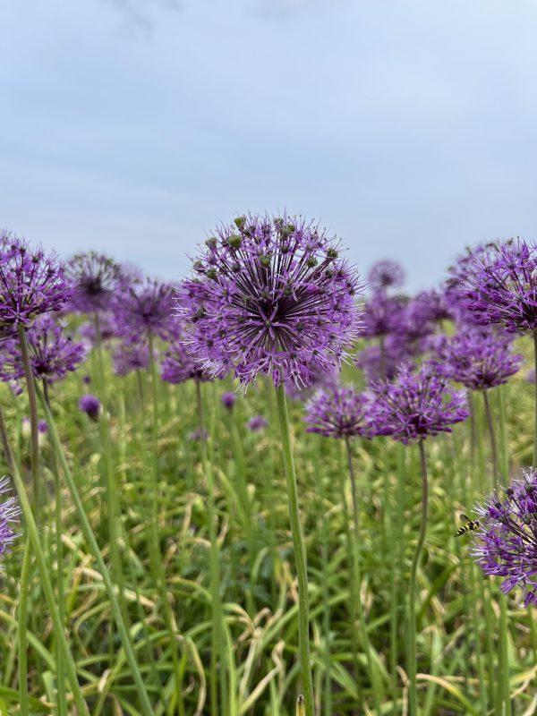 allium shing in bloei op het land.