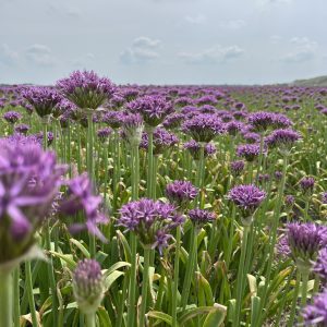 Allium Violet Beauty in mei.