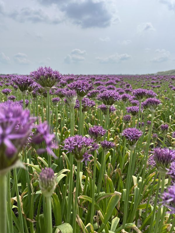 Allium Violet Beauty in mei.