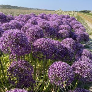 Allium violet beauty volop in bloei.