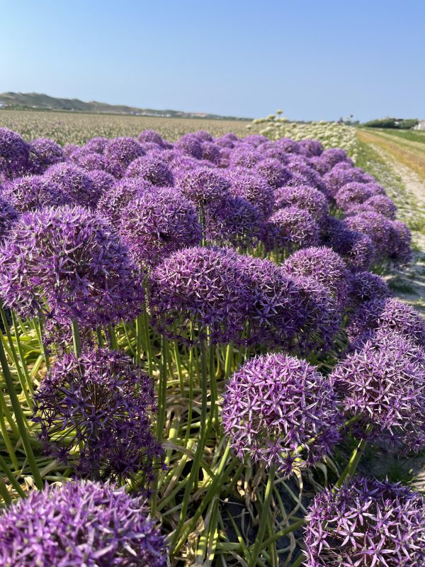 Allium violet beauty volop in bloei.