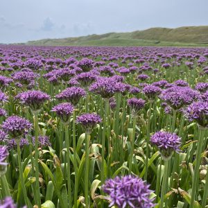 Allium violet beauty op het land in mei.