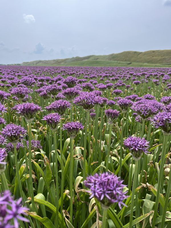 Allium violet beauty op het land in mei.