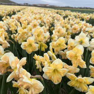 In bloei op het land Mary g lirette Narcis