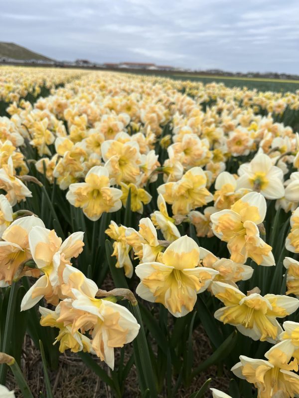 In bloei op het land Mary g lirette Narcis