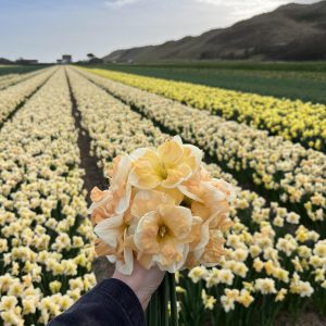 Bos Narcis Mary G Lirette in bloei op het land.