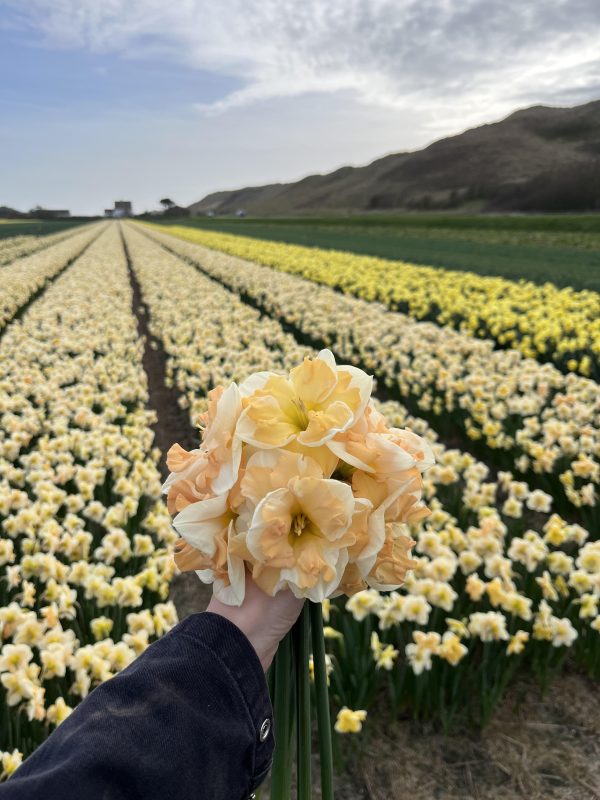 Bos Narcis Mary G Lirette in bloei op het land.