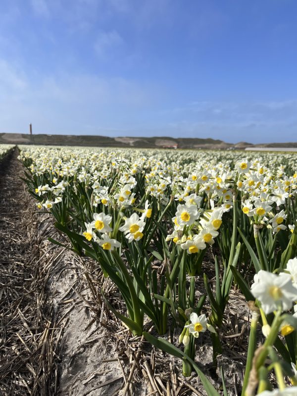 avalex in bloei op het land.