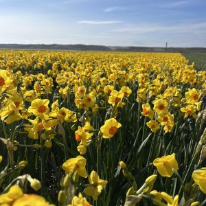 Brightday in bloei op het land.