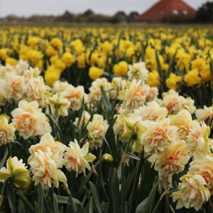 Pom pom rose in bloei op het land