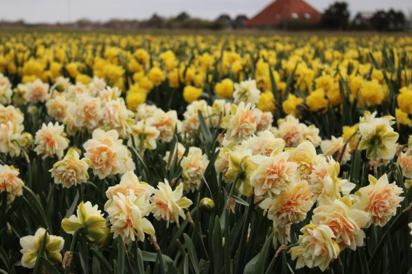 Pom pom rose in bloei op het land