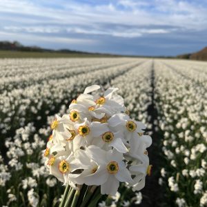 narcis recurvus