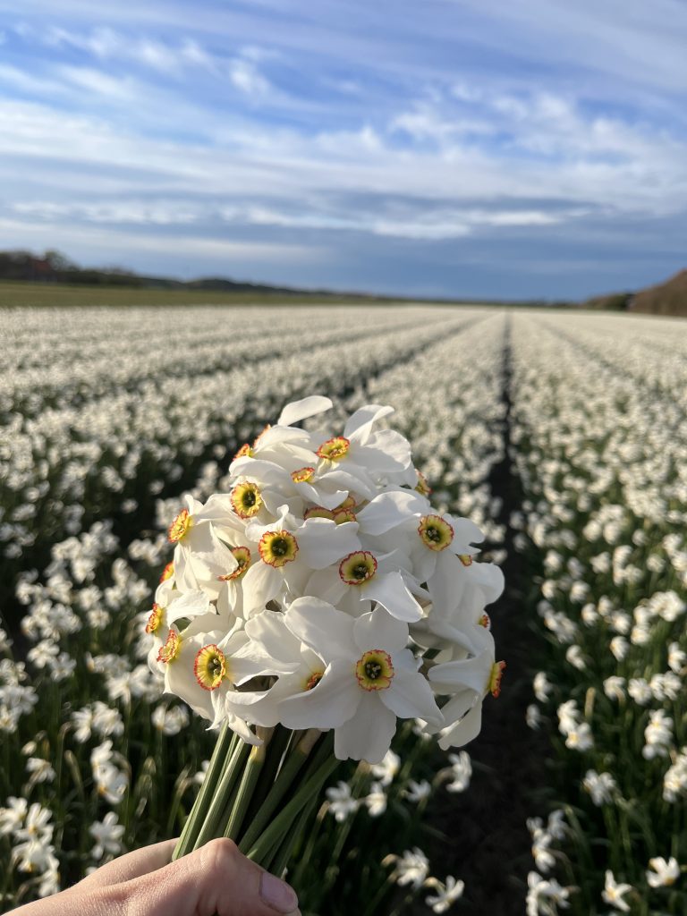 narcis recurvus